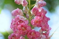 cjcarrent-2-63-03