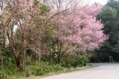 zakura