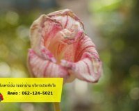 cjcarrent-03-006