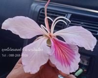 nanhomestay-003