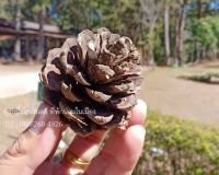 nanhomestay-004