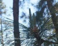nanhomestay-009