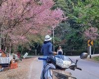 nan-004