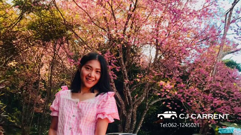 เช่ารถน่าน 2020 ชมซากุระบาน