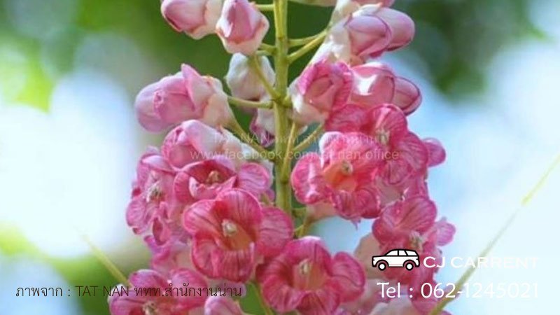 รถเช่า น่าน