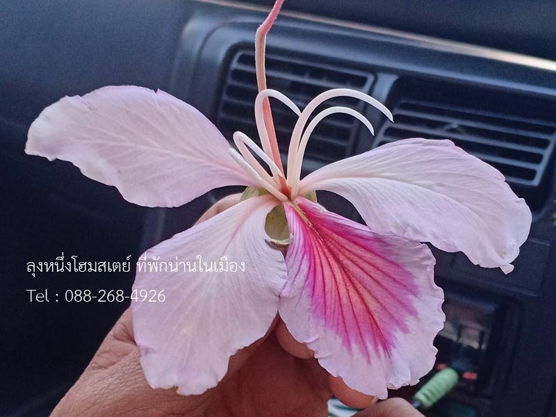 เที่ยวน่าน มณีพฤกษ์ ดอกเสี้ยวขาวบาน