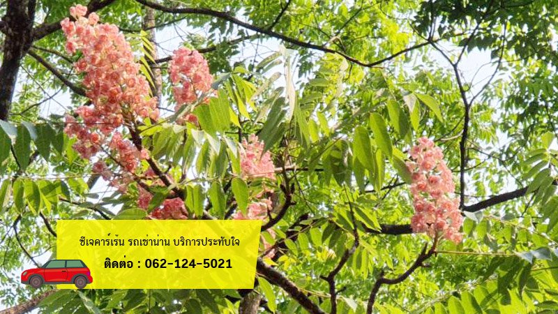 เช่ารถน่าน ไปดู ดอกชมพูภูคา